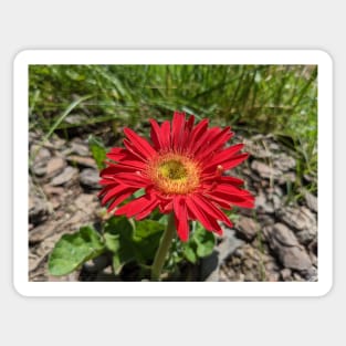 Red Gerber Daisy 1 Sticker